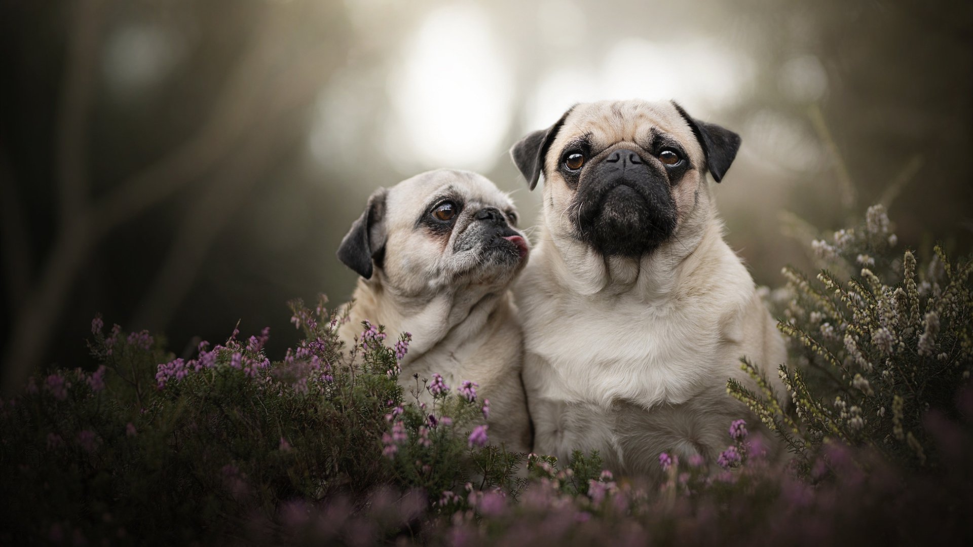 布伦森表现堪称教科书，湖人狂胜森林狼